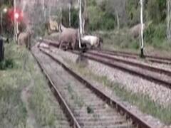 Uttrakhand: Herd of elephants spotted crossing railway tracks 