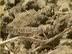 ગાંધીનગરના પાલજ અને શિવપુરકંપા ગામમાં દેખાયા છૂટાછવાયા તીડ, જુઓ વીડિયો