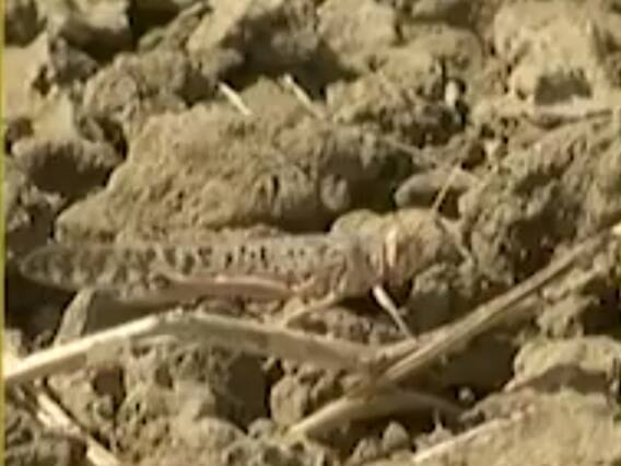 ગાંધીનગરના પાલજ અને શિવપુરકંપા ગામમાં દેખાયા છૂટાછવાયા તીડ, જુઓ વીડિયો