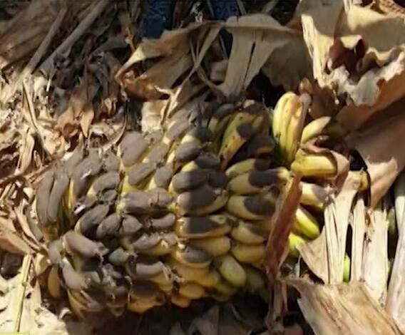 Banana Farmer of Pune | कोरोना संकटामुळे लाखो रुपये खर्च करुन जोपासलेली केळी बाग मातीमोल | ABP Majha 