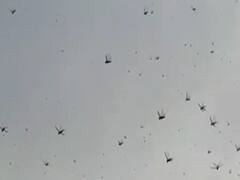 Locust attack: All districts of MP on high alert