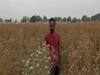 Bundelkhand: Saffron cultivation can become a lifeline for farmers