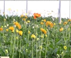 Beed | सण-उत्सवांची शोभा वाढवणारी फुलं कोरोनामुळे कोमेजली, फुलशेतीचं मोठ्या प्रमाणात नुकसान