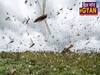 The Worst Locust Attack In India In 26 Years | ABP Uncut
