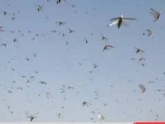 Amid lockdown, farmers tackle the locust crisis too | ABP Special