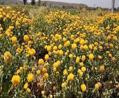 Corona Ground Report | महाराष्ट्राच्या गावागावातून ग्राऊंड रिपोर्ट