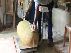 Kerala man grows heaviest jackfruit weighing 51.4 kg