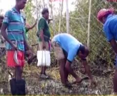 ঝড়ে ভেঙেছে বাঘ আটকানোর ফেন্সিং, মেরামতি করতে তৎপর বন দফতর