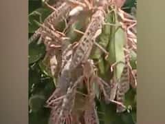 Tiddi Attack के मद्देनज़र Punjab और Haryana में Alert जारी | ABP Special