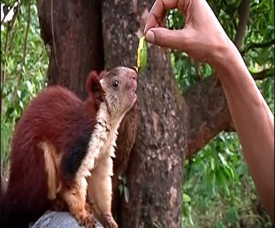 Indian Giant Squirrel | हाक मारल्यावर खांद्यावर येणारा शेकरू, दुर्मिळ असणारा प्राणी थेट घरात!