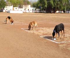 Beed Police Dogs | बीडमधील पोलिसांचं श्वानपथकही पाळतंय सोशल डिस्टन्सिंग | स्पेशल रिपोर्ट
