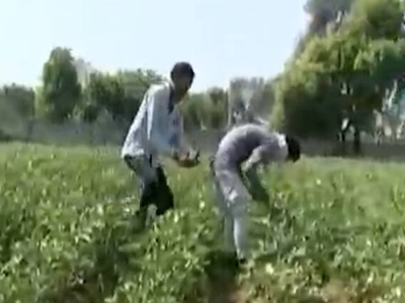 ગાંધીનગર: લોકડાઉનના કારણે શાકભાજીનું વેચાણ ન થતા ખેડૂતો થયા પાયમાલ, જુઓ વીડિયો 