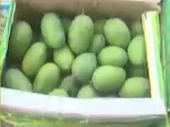 રાજકોટમાં 20 હજાર કેરીના બોક્સની થઇ આવક, જાણો કેરીના એક બોક્સનો શું છે ભાવ?