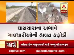 પાટણઃ કોરોના મહામારી વચ્ચે પશુપાલકોની વધી મુશ્કેલી, ઘાસચારાના અભાવે હાલત કફોડી બની