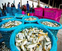 অর্থমন্ত্রীর ঘোষণা: মৎস্যজীবীদের জন্য ২০ হাজার কোটির আর্থিক প্যাকেজ, মৌমাছি পালনে ৫০০ কোটির বিশেষ তহবিল 