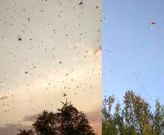 पाकिस्तानातील टोळधाडीचं संकट महाराष्ट्रात, मध्यप्रदेशमार्गे नागपुरात पोहोचलं, शेतकऱ्यांना धास्ती