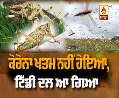 Corana ਸਕੰਟ 'ਚ ਟਿੱਡੀ ਦਲ ਦਾ ਕਹਿਰ