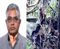 'একটি গাছের ক্ষতি মেটাতে লাগাতে হবে ৫টি করে গাছ', বোটানিক্যাল গার্ডেন পরিদর্শনে গিয়ে বললেন দিলীপ ঘোষ 