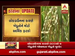 નવસારી: ડાંગરનો પાક તૈયાર પણ કાપણી માટે નથી શ્રમિકો, જુઓ વીડિયો