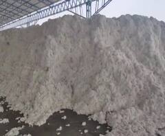 Cotton Issue | कापूस कोंडी सोडवण्यासाठी शेतकरी आक्रमक,तोडगा न निघाल्यास गावागावात मूठभर कापूस जाळणार