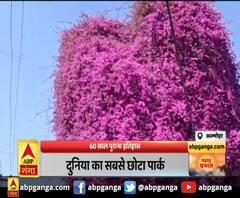 अल्मोड़ा- 60 साल पुराना इतिहास,‘बोगनवेलिया’ शहर की पहचान