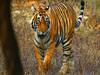 Take a look at Man vs Tiger in Madhya Pradesh's Panna