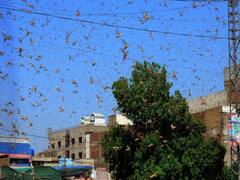 पाकिस्तान से आए टिड्डियों ने भारत में मचाया आतंक, चपेट में आए कई राज्य