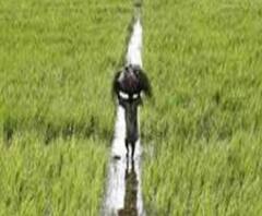 যাতে পাকা ধানে মই দিতে না পারে ঘূর্ণিঝড় আমপান, কেটে নেওয়া হল ফসল 