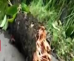 দেখুন: উমপুনে লণ্ডভণ্ড বিশ্বের সবথেকে প্রাচীন বটগাছও 