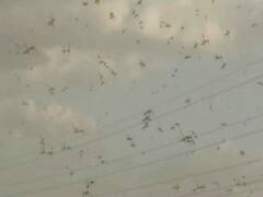 एमपी-गुजरात में टिड्डियों के आतंक से फसलों को हो रहा भारी नुकसान