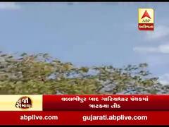 ભાવનગરઃ વલ્લભીપુર બાદ ગારિયાધાર પંથકમાં ત્રાટક્યા તીડ, જુઓ વીડિયો 