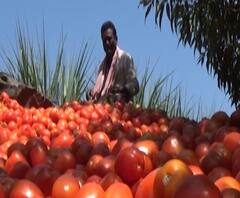 Tomato Rumors | टोमॅटोचा कोरोनाशी संबंध ही अफवा,पृथ्वीराज चव्हाणांची अफवा पसरवणाऱ्यांवर कारवाईची मागणी