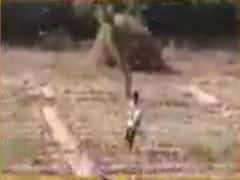 ગાંધીનગરઃ રાજ્યના આઠ જિલ્લામાં તીડનો આતંક, બાજરી અને જુવારના પાકને નુકસાન