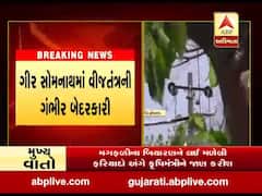 ગીર સોમનાથમાં વીજતંત્રની ગંબીર બેદરકારી, પ્રતિબંધિત જંગલ વિસ્તારમાં ગેરકાયદે વીજ જોડાણ, જુઓ વીડિયો