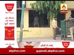 ગીર સોમનાથ: ઉનાના પશવાળા ગામે સ્કૂલમાં સિંહ ઘૂસી જતાં અફડાતફડી, જુઓ વીડિયો 