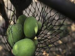 તાલાળા અને સોરઠની કેસર કેરીને લાગ્યું કોરોનાનું ગ્રહણ, જુઓ વીડિયો