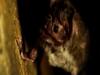 Bats found dead in mysterious circumstances across India