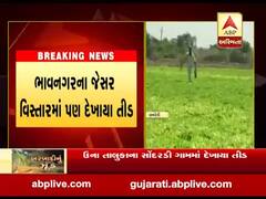 ભાવનગર, સુરેન્દ્રનગર, મોરબી બાદ હવે ગીર સોમનાથ જિલ્લામાં તીડનું આક્રમણ, જુઓ વીડિયો 