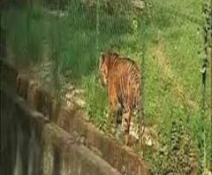 ঘূর্ণিঝড় উমপুনের তাণ্ডবে মারাত্মক ক্ষতিগ্রস্ত আলিপুর চিড়িয়াখানা, উপড়ে গিয়েছে ৪০টির বেশি গাছ, ক্ষতিগ্রস্ত বহু এনক্লোজার