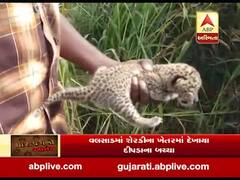 વલસાડમાં શેરડીના ખેતરમાં દીપડાના બચ્ચા નજરે પડ્યા, જુઓ વીડિયો 