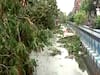 Amphan cyclone: Uprooted trees, streets swamped with water a common sight in Kolkata