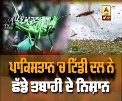 Pakistan 'ਚ ਟਿੱਡੀ ਦਲ ਨੇ ਮਚਾਹੀ ਤਬਾਹੀ 