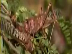 જામનગર પર તીડના આક્રમણની આશંકા, ખેડૂતો માટે જાહેર કરાયો હેલ્પલાઇન નંબર