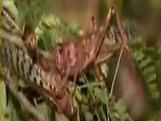 જામનગર પર તીડના આક્રમણની આશંકા, ખેડૂતો માટે જાહેર કરાયો હેલ્પલાઇન નંબર