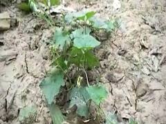 India sees worst locust attack in past 27 years