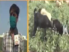 મોરબીઃ ખાનપરના ખેડૂતની દરિયાદિલી, 18 વિઘા જમીનમાં તૈયાર પાક આપ્યો દાન