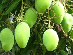 Varanasi: जयापुर गांव से दुबई निर्यात की गई आम की पहली खेप