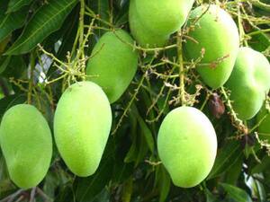 Varanasi: जयापुर गांव से दुबई निर्यात की गई आम की पहली खेप