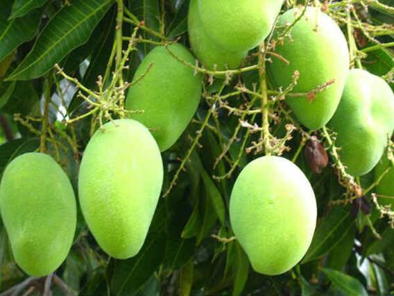 Varanasi: जयापुर गांव से दुबई निर्यात की गई आम की पहली खेप