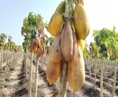 Nandurbar Crop Loss | कोरोना, वाढत्या तापमानाचा शेतकऱ्यांना फटका; नंदुरबारमध्ये पपईच्या बागा उद्ध्वस्त